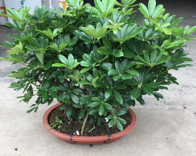 夏季養護注意事項