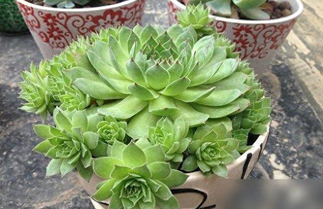 觀音蓮生長示意圖