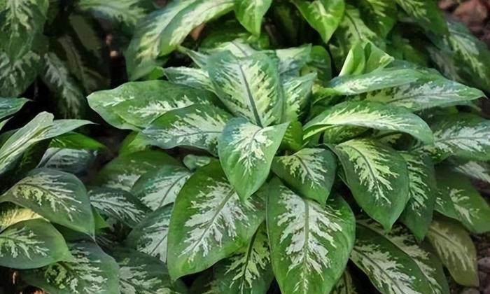 花葉萬年青繁殖方法