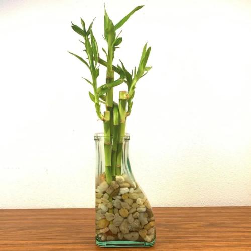 富貴竹溫度管理