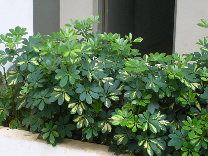 戶外生長的鴨腳木