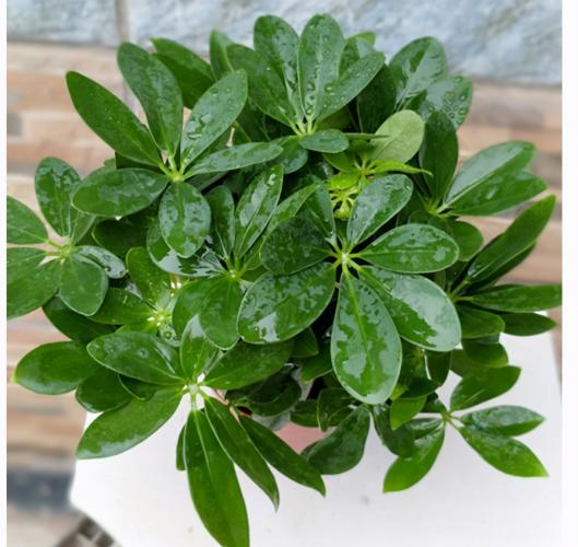 鴨腳木澆水技巧