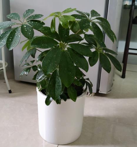 鴨腳木花盆選擇