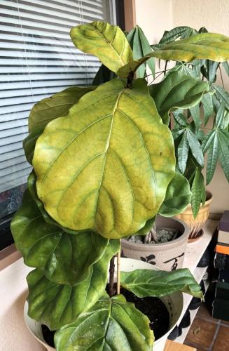 琴葉榕冬季養護