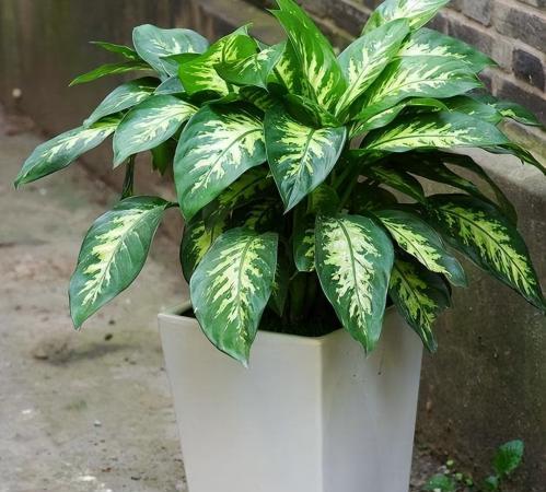 花葉萬年青室內佈置