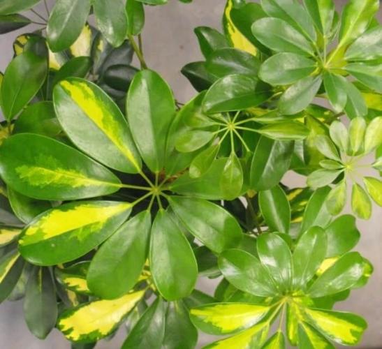 不同品種鴨腳木