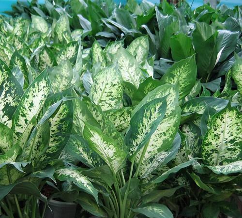 花葉萬年青生長狀態