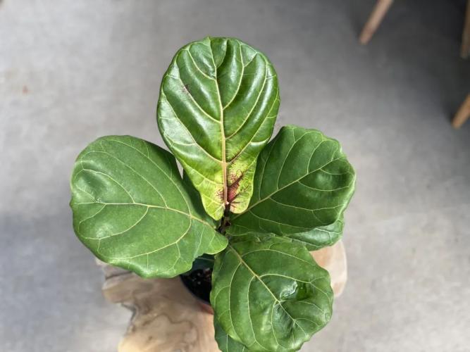 琴葉榕溫度需求