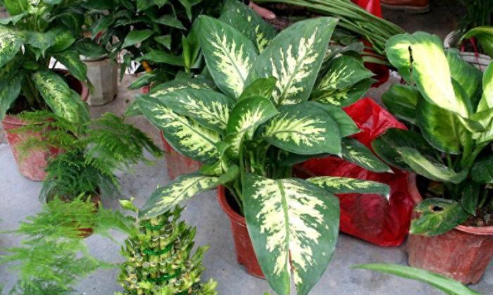 花葉萬年青特寫