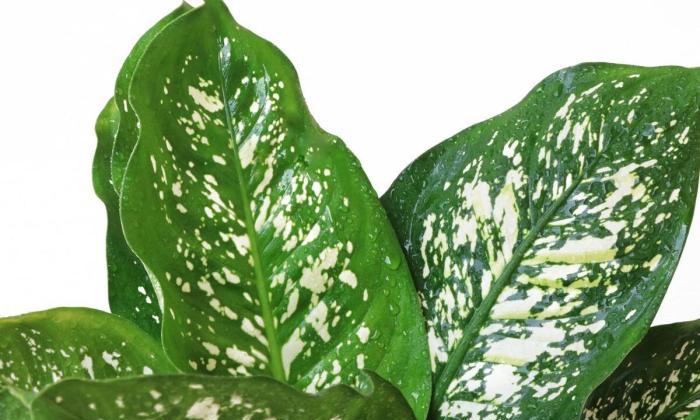 花葉萬年青品種展示