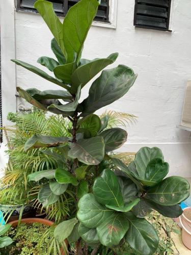 琴葉榕光照需求