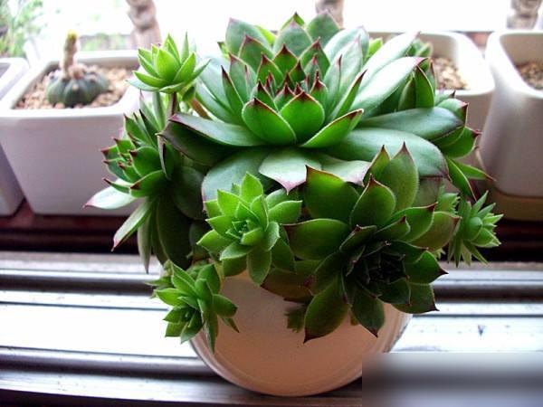 觀音蓮光照管理